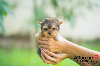 Female เพศเมีย ไซด์เล็ก หน้าตุ๊กตา 1